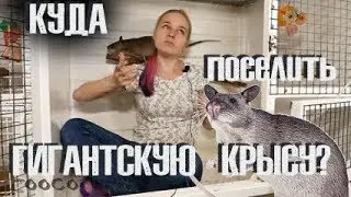 Клетка для гигантской 