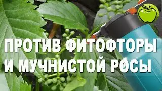 Мучнистая роса и фитофтора - не страшны. Чем опрыскивать растения от болезней