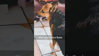 Having the best back rubs #germanshepherd #doglover #massage #viralvideo