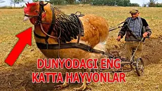 Dunyodagi Eng Katta Hayvonlar uzbek tilida