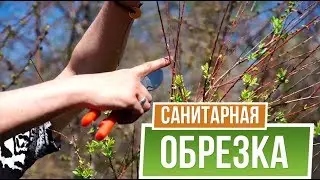 Правильная санитарная обрезка деревьев Весной ✔️ Как обрезать плодовые деревья