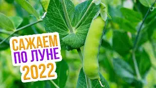 Лунный календарь огородника на  июнь 2022. Благоприятные дни для посадки в июне
