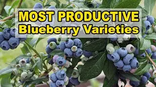 Most Productive Blueberry Varieties