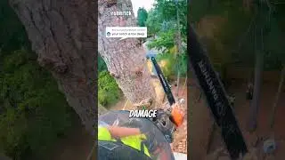 Removing Tree In A Tight Spot😱 #arborist #logging #chainsawman