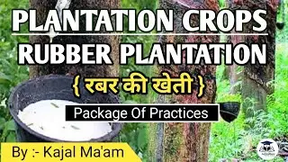 Plantation Crop - Rubber || Horticulture || By - Kajal Ma'am