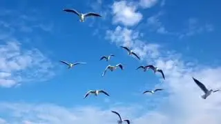 Мишель Веер. Звёздное лето. Исполняет Мишель Веер!