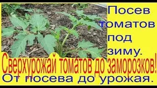 Посев томатов под зиму. От посева до урожая. Уникальный способ выращивания без рассады.