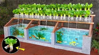 Super easy to DIY aquarium combined with growing organic vegetables