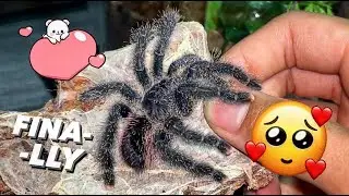 GUESS WHO GOT A NEW PURPLE TARANTULAAA !!!! 🤩 It’s me xD