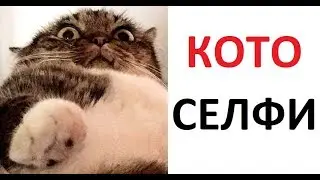 Лютые приколы. Кот сделал селфи