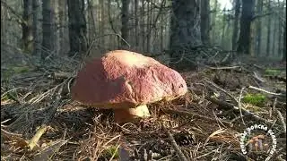 🚑 БОРОВИКи Беларуси НЕ СПЯТ 💥
За грибами, грибы есть