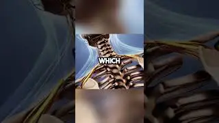 The Jaw-Body Connection Revealed