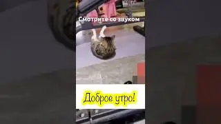 Всем доброго и бодрого утра!