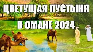 Цветущая пустыня в Омане. Сбываются древние пророчества или меняется климат в Аравии