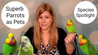 Superb Parrots as Pets: Species Spotlight