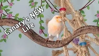 Abandoned Canary goes into the Bird Room for the first time!