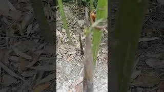 Молодой бамбук Short 