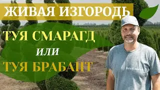 Живая изгородь из туи смарагд и из туи брабант - какую тую выбрать? | Низкая живая изгородь из туи.