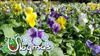 The Day We Planted Hundreds of Pansies 🎄 Vlogmas 2019 ❄️ Day 2