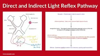 All About Light Reflex in One Shot | Dr. Pawan nagar