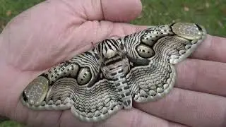 One of the WORLD'S PRETTIEST Moths: Brahmaea hearseyi (Giant tropical Owl Moth)