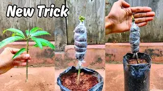 Mango grafting new technique | how to graft mango tree | mango grafting technique