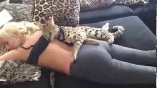 Funny animals hot massage compilation !