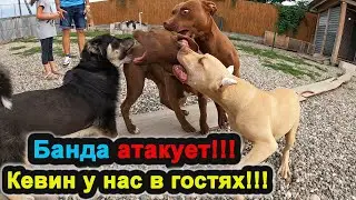 Питбуль Кевин у нас в гостях!!! Колобок и Луна газуют на Кевина!!) Волк/Дворняжка/Питбуль/Кошка.