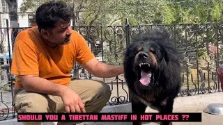 Should you own a Tibetan Mastiff dog in hot places like UP , DELHI , MAHARASHTRA, TAMIL NADU??