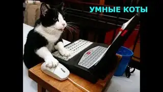 Умные коты, подборка самых умных котов, которым позавидуют многие животные, приколы с котами 2020