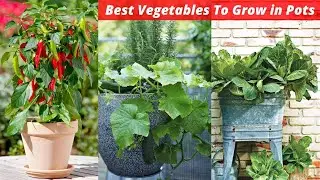 25 Most Productive Vegetables for Container