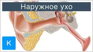 Наружное ухо - Анатомия человека | Kenhub