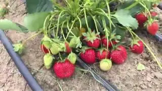 Земляника Кабрилло. Часть 1.