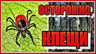 94. Как обработать собаку каплями от клещей?