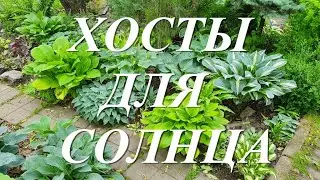 Хосты для солнечных мест или какие хосты не боятся солнца