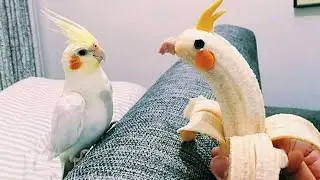 The Worlds Funniest Parrots That Will Have You Rolling with Laughter! 😅