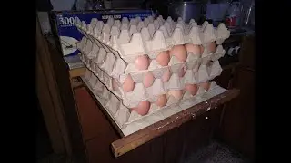 How to get lots of jumbo sized extra large chicken eggs in the winter enormous giant all year