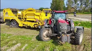 CTF Potato Harvest on 3,20 m Permanent Traffic Lanes | Ropa Keiler 2 & Case IH Puma 165 | Meulwaeter