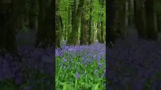 #naturesounds for #sleeping - Full 8Hour video @johnnielawson - #relaxing #forest #birdsong