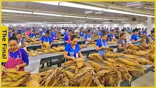 How Cubans Harvest Tobacco and Make The Most Expensive Cigars in The World | Farming Documentary