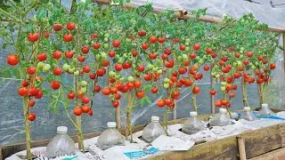 Growing tomatoes in green house - Will help you not have to spend money on buying tomatoes anymore