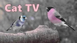 Birds for Cats to Watch SPECIAL ~ Colour Changing Birds ⭐ 10 HOURS of Cat TV ⭐