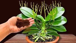 1 bottle per week! Suddenly the orchid took root and bloomed all year round