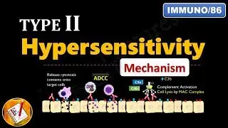 Type II Hypersensitivity Reactions (PART 2): Mechanism explained ! (FL-Immuno/86)