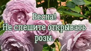 РОЗЫ. НЕ СПЕШИТЕ ОТКРЫВАТЬ РОЗЫ. 26 МАРТА 2023 г