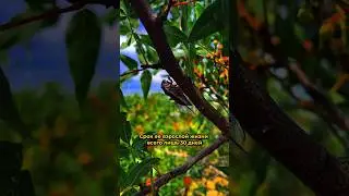 😱ЖИЗНЬ, ДЛИННОЮ  30 ДНЕЙ🌞 МЕЛОДИЯ ЛЕТА #юг #цикады #цикада #мелодиялета