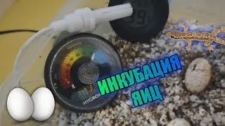 ОСНОВНЫЕ ПРАВИЛА ИНКУБИРОВАНИЯ ЯИЦ ЭУБЛЕФАРОВ В ДОМАШНИХ УСЛОВИЯХ