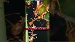 Awesome facts about Ants 🐜 | Amazing Facts 😮| Facteco 