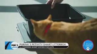 Petivity Smart Litter Box Monitor from Purina is the perfect system for cats