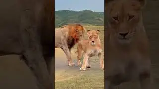 Lions' confusing behavior Wild animals up close Confusing behavior of animals